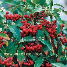 չ滮